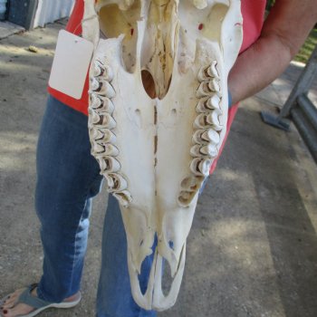 29" Horns on 18" Male Eland Skull - $180