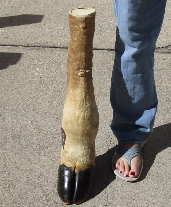 21 inch tall Giraffe Foot Mount Available For Sale for $90