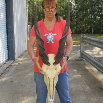 30" Horns on 19" Male Eland Skull - $195