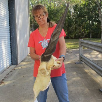 30" Horns on 19" Male Eland Skull - $195