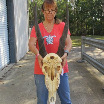 30" Horns on 19" Male Eland Skull - $195