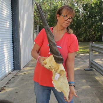 30" Horns on 19" Male Eland Skull - $195