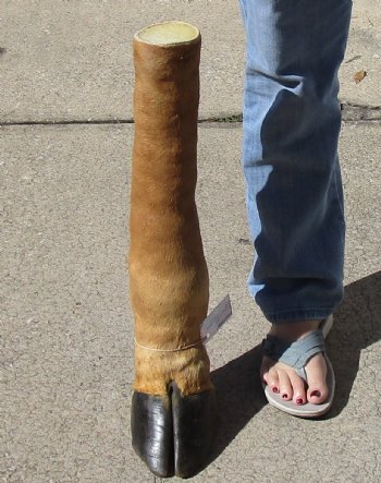 21 inch tall Giraffe Foot Mount Available For Sale for $90