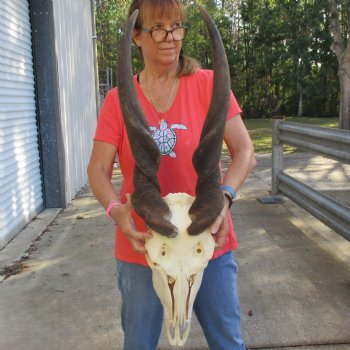 32" Horns on 18" Male Eland Skull - $190