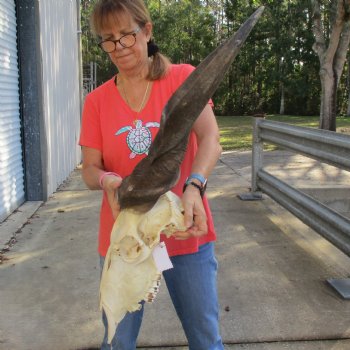 32" Horns on 18" Male Eland Skull - $190