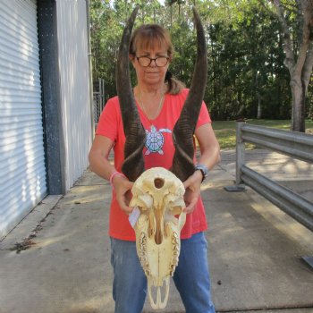 32" Horns on 18" Male Eland Skull - $190