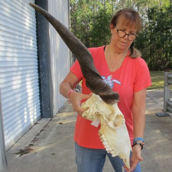 32" Horns on 18" Male Eland Skull - $190