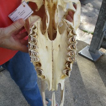 32" Horns on 18" Male Eland Skull - $190