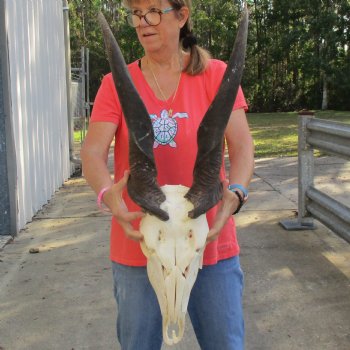 27" Horns on 15" Male Eland Skull - $180