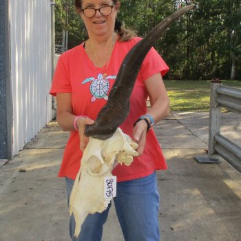 27" Horns on 15" Male Eland Skull - $180