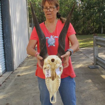 27" Horns on 15" Male Eland Skull - $180