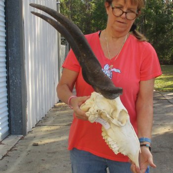 27" Horns on 15" Male Eland Skull - $180