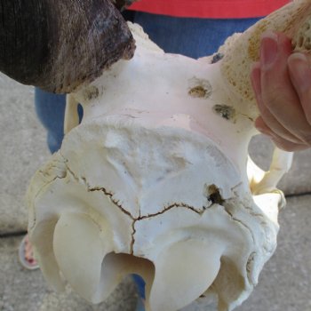 27" Horns on 15" Male Eland Skull - $180