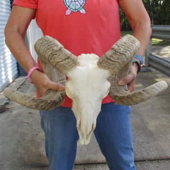 11" African Merino Ram/Sheep Skull with 31" & 32" Horns - $190 