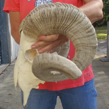 11" African Merino Ram/Sheep Skull with 31" & 32" Horns - $190 