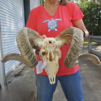 11" African Merino Ram/Sheep Skull with 31" & 32" Horns - $190 