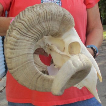 11" African Merino Ram/Sheep Skull with 31" & 32" Horns - $190 