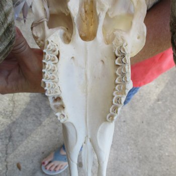 11" African Merino Ram/Sheep Skull with 31" & 32" Horns - $190 