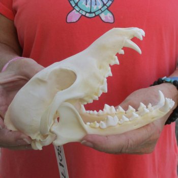 A-Grade 7" Coyote Skull - $39