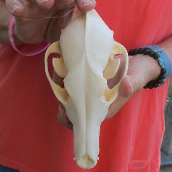 A-Grade 7" Coyote Skull - $39