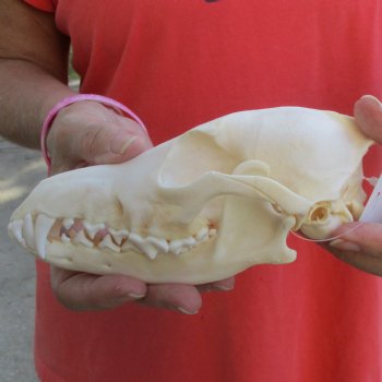 A-Grade 7" Coyote Skull - $39