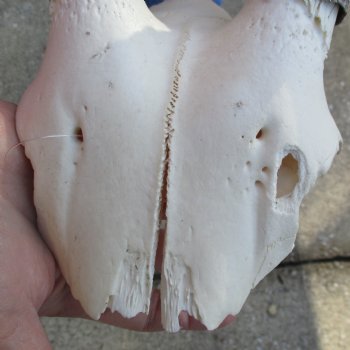 Gemsbok Skull Plate with 34" Horns - $65