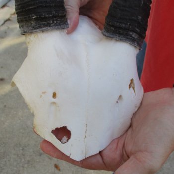 Gemsbok Skull Plate with 32" & 33" Horns - $55