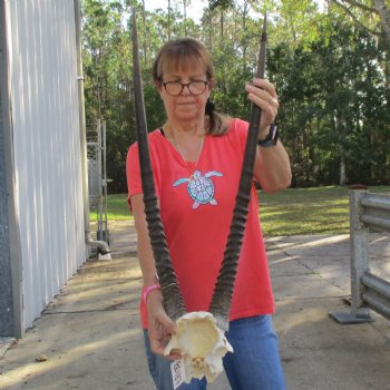 Gemsbok Skull Plate with 31" Horns - $65