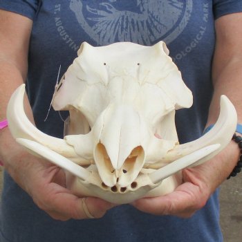 12" African Warthog Skull with 6" Ivory Tusks - $125