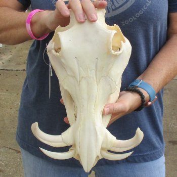 12" African Warthog Skull with 6" Ivory Tusks - $125