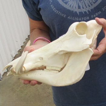 12" African Warthog Skull with 6" Ivory Tusks - $125