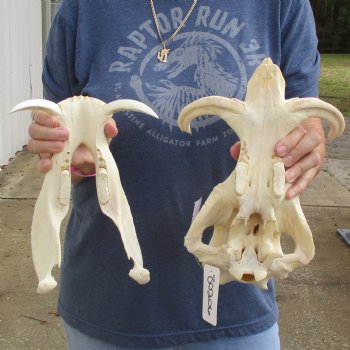 12" African Warthog Skull with 6" Ivory Tusks - $125