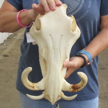 12" African Warthog Skull with 7" Ivory Tusks - $135