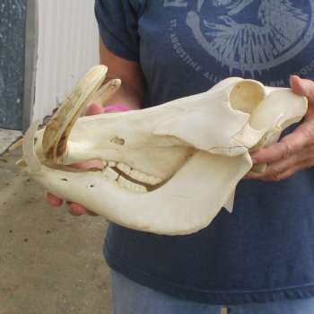 12" African Warthog Skull with 7" Ivory Tusks - $135