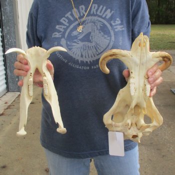 12" African Warthog Skull with 7" Ivory Tusks - $135