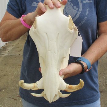 12" African Warthog Skull with 7" Ivory Tusks - $125