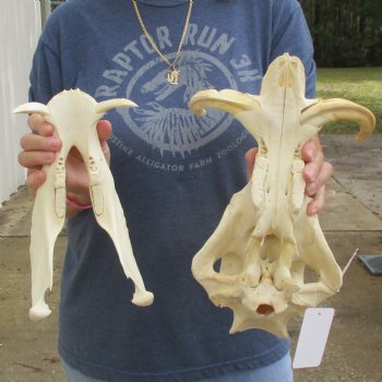 12" African Warthog Skull with 7" Ivory Tusks - $125