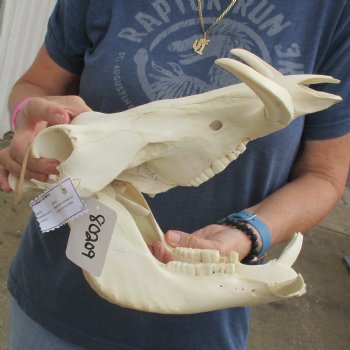 13" African Warthog Skull with 6" Ivory Tusks - $115