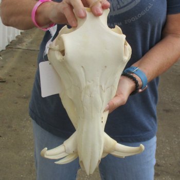 13" African Warthog Skull with 6" Ivory Tusks - $115