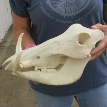 13" African Warthog Skull with 6" Ivory Tusks - $115