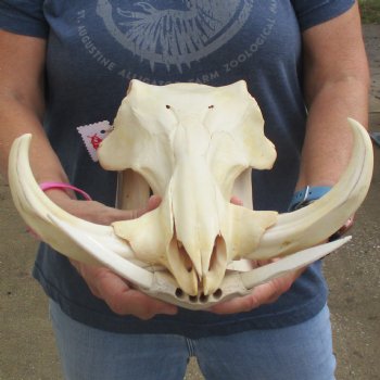 13" African Warthog Skull with 8" Ivory Tusks - $145