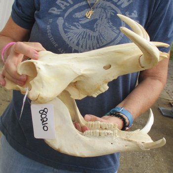 13" African Warthog Skull with 8" Ivory Tusks - $145