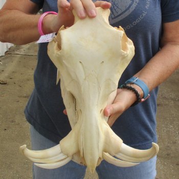 13" African Warthog Skull with 8" Ivory Tusks - $145