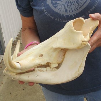 13" African Warthog Skull with 8" Ivory Tusks - $145