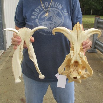 13" African Warthog Skull with 8" Ivory Tusks - $145