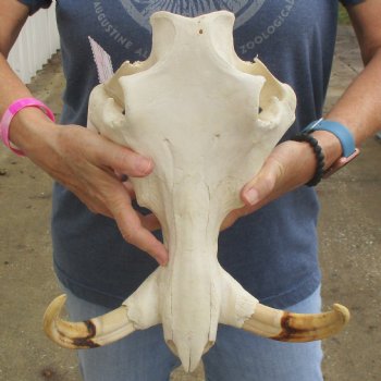 14" African Warthog TOP Skull with 8" Ivory Tusks - $115