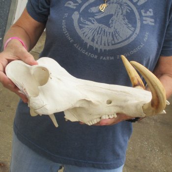 14" African Warthog TOP Skull with 8" Ivory Tusks - $115