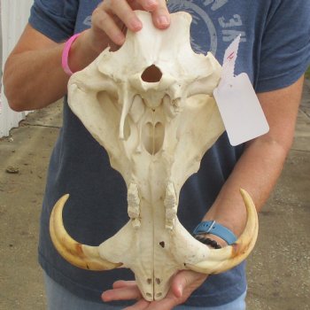 14" African Warthog TOP Skull with 8" Ivory Tusks - $115