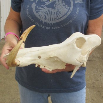 14" African Warthog TOP Skull with 8" Ivory Tusks - $115