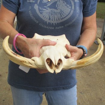 14" African Warthog TOP Skull with 8" Ivory Tusks - $115